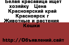 Белая красавица ищет хозяйку › Цена ­ 1 - Красноярский край, Красноярск г. Животные и растения » Кошки   